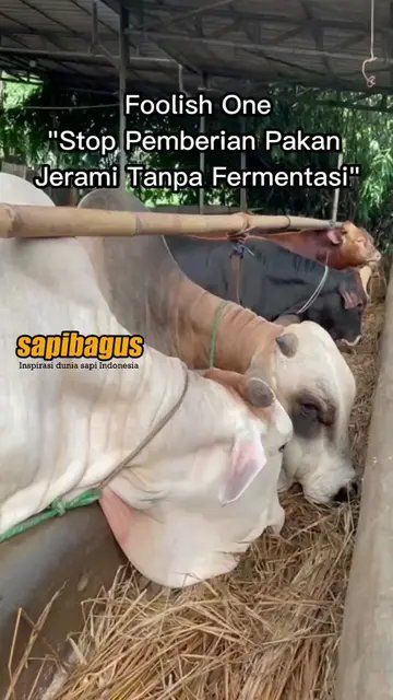 Stop-Pemberian-Pakan-Jerami-Tanpa-Fermentasi-
